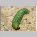 H-Odynerus spinipes - Larve des Ruesselkaefers 01a.jpg